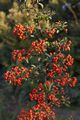 Pyracantha coccineea Red Column-1 Ognik szkarłatny